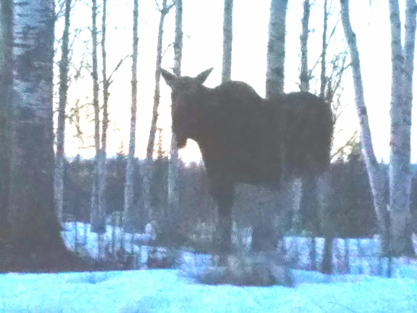 Alaskan Trails RV & Camper Park, LLC