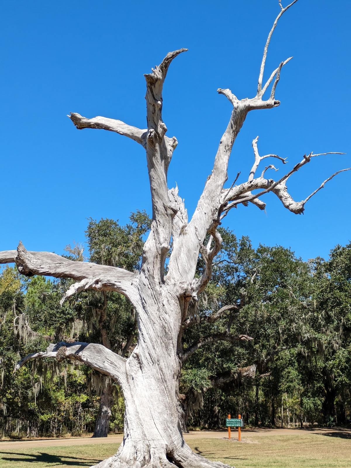 Fontainebleau State park Campground
