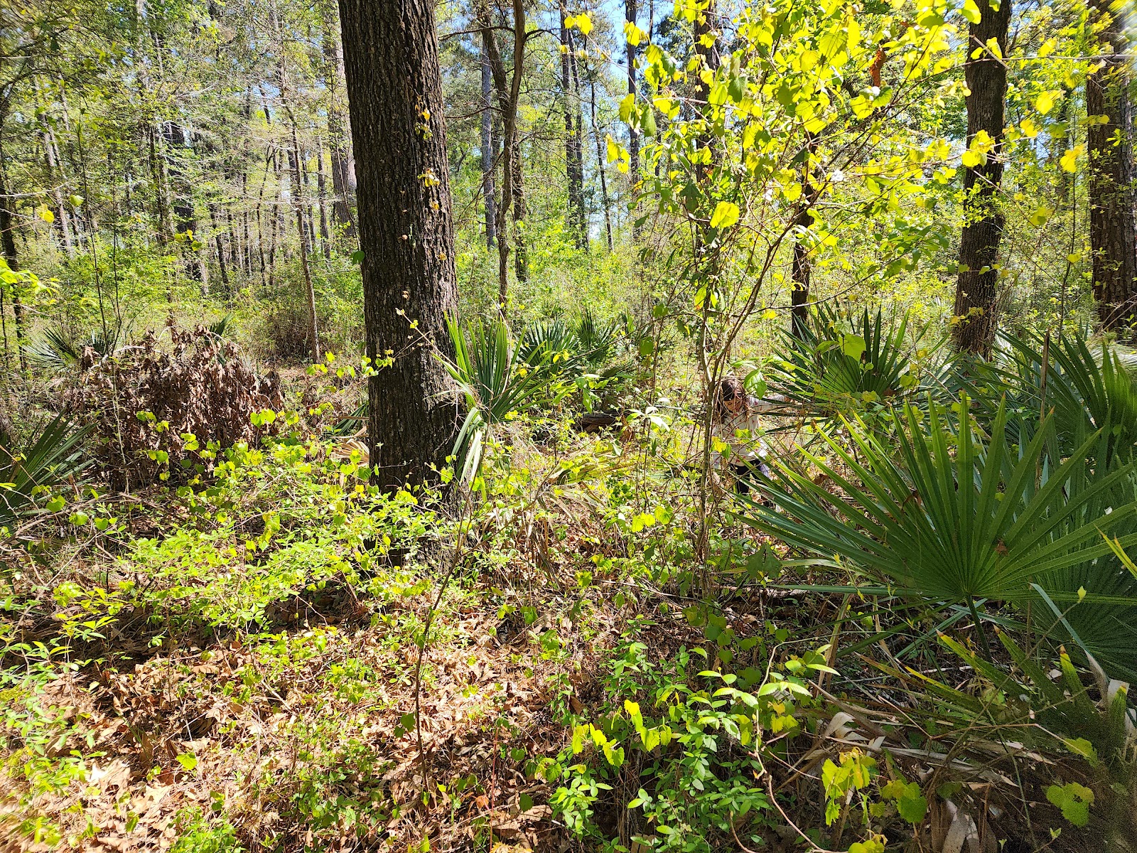 Kellys Pond Campground