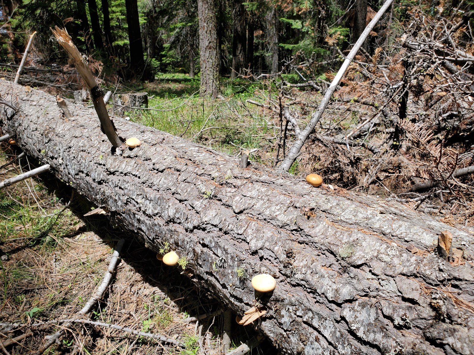 Barnhouse Campground