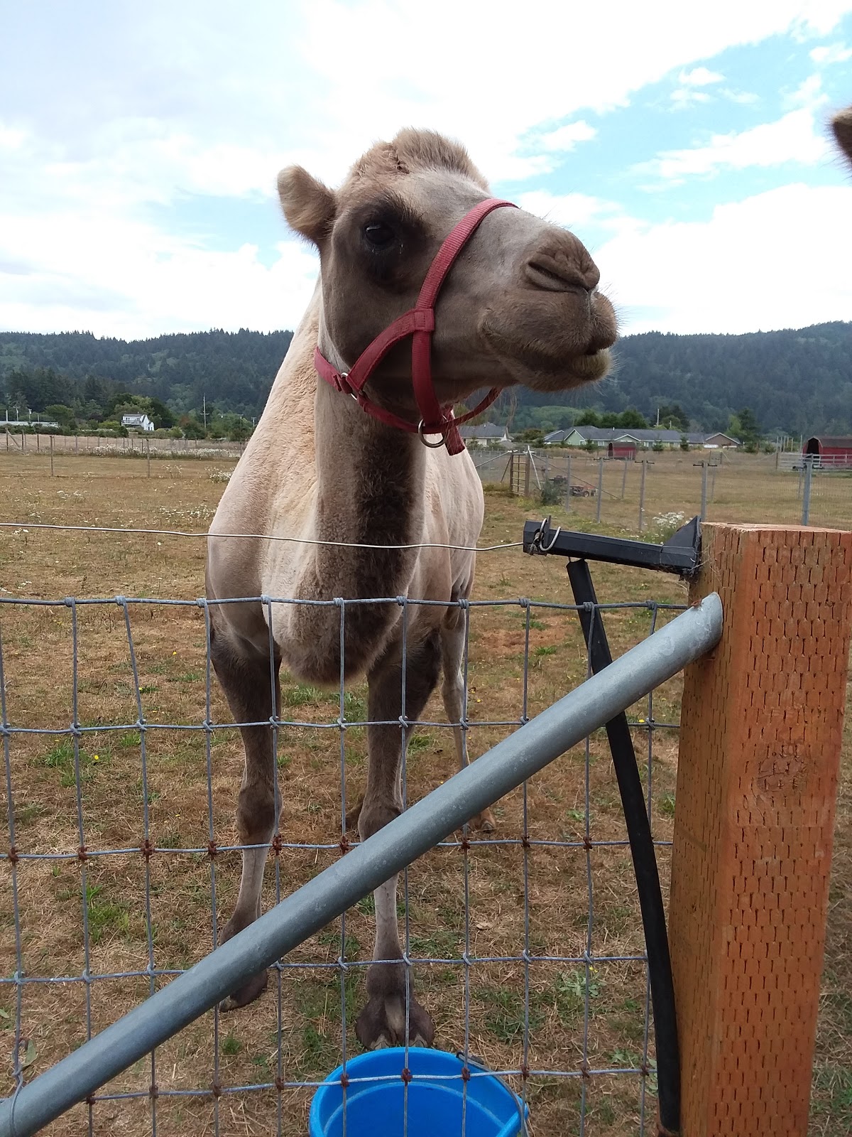 Orman Guest Ranch & Stables