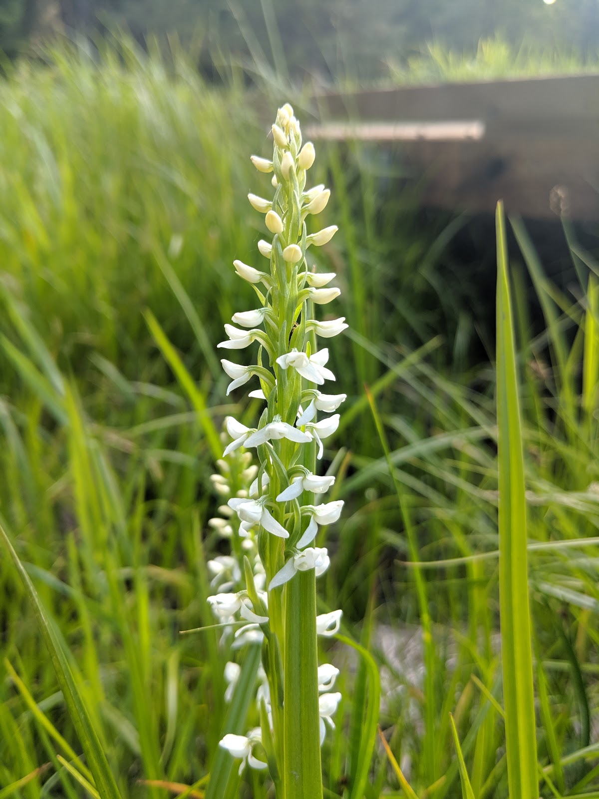 Walton Lake Campground