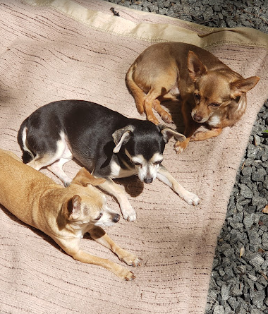 Sun-Air Lakeside Camp