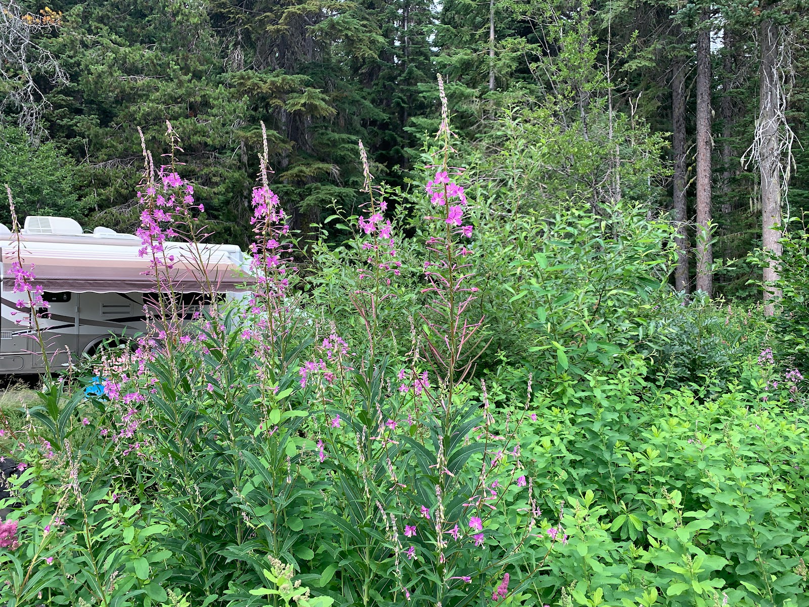 Trapper Creek Campground