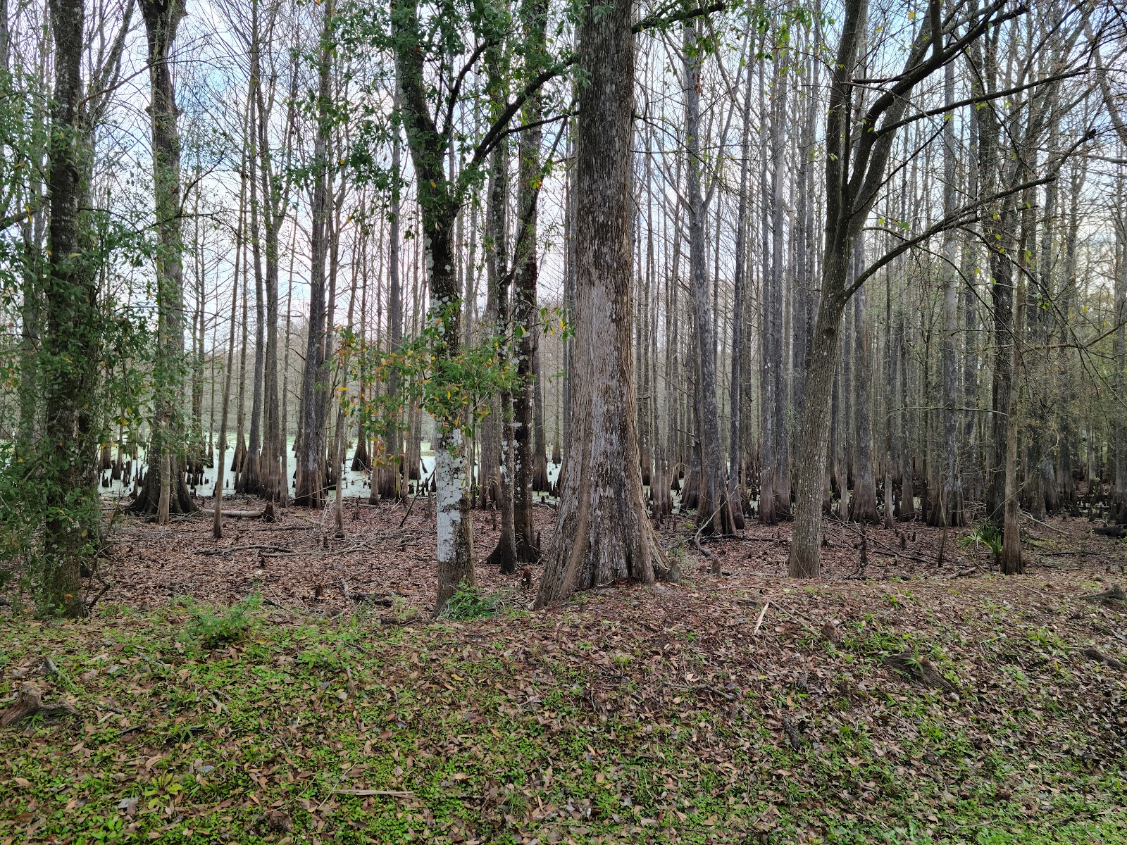 Escapees Sumter Oaks RV Park