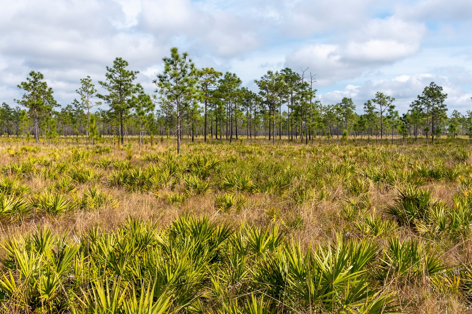 Hal Scott Preserve Primitive Campgrounds