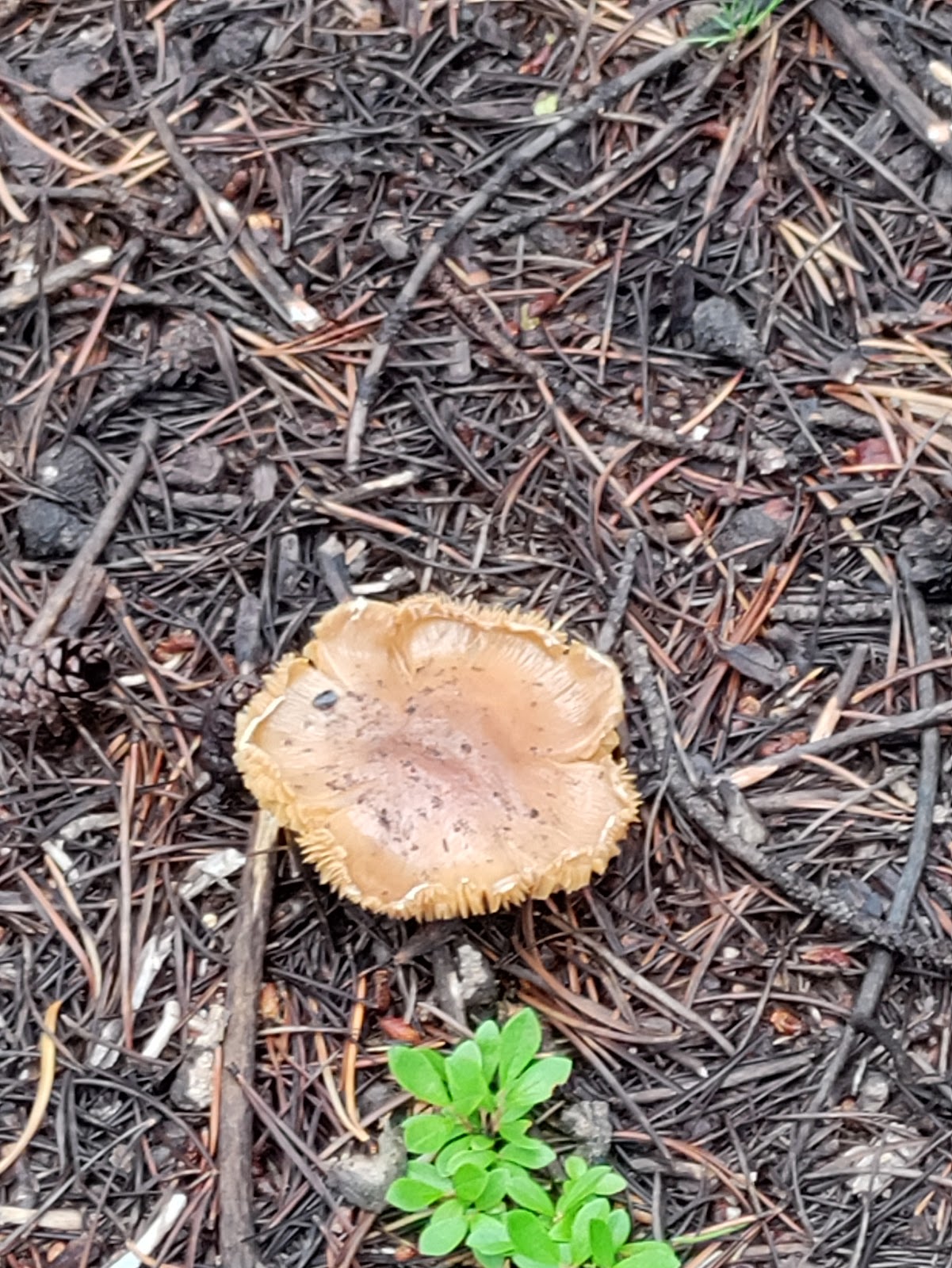 Tabor Boat Ramp Campground