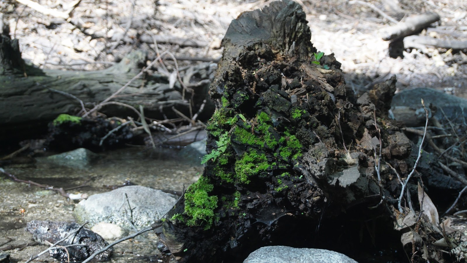 Spruce Grove Trail Camp