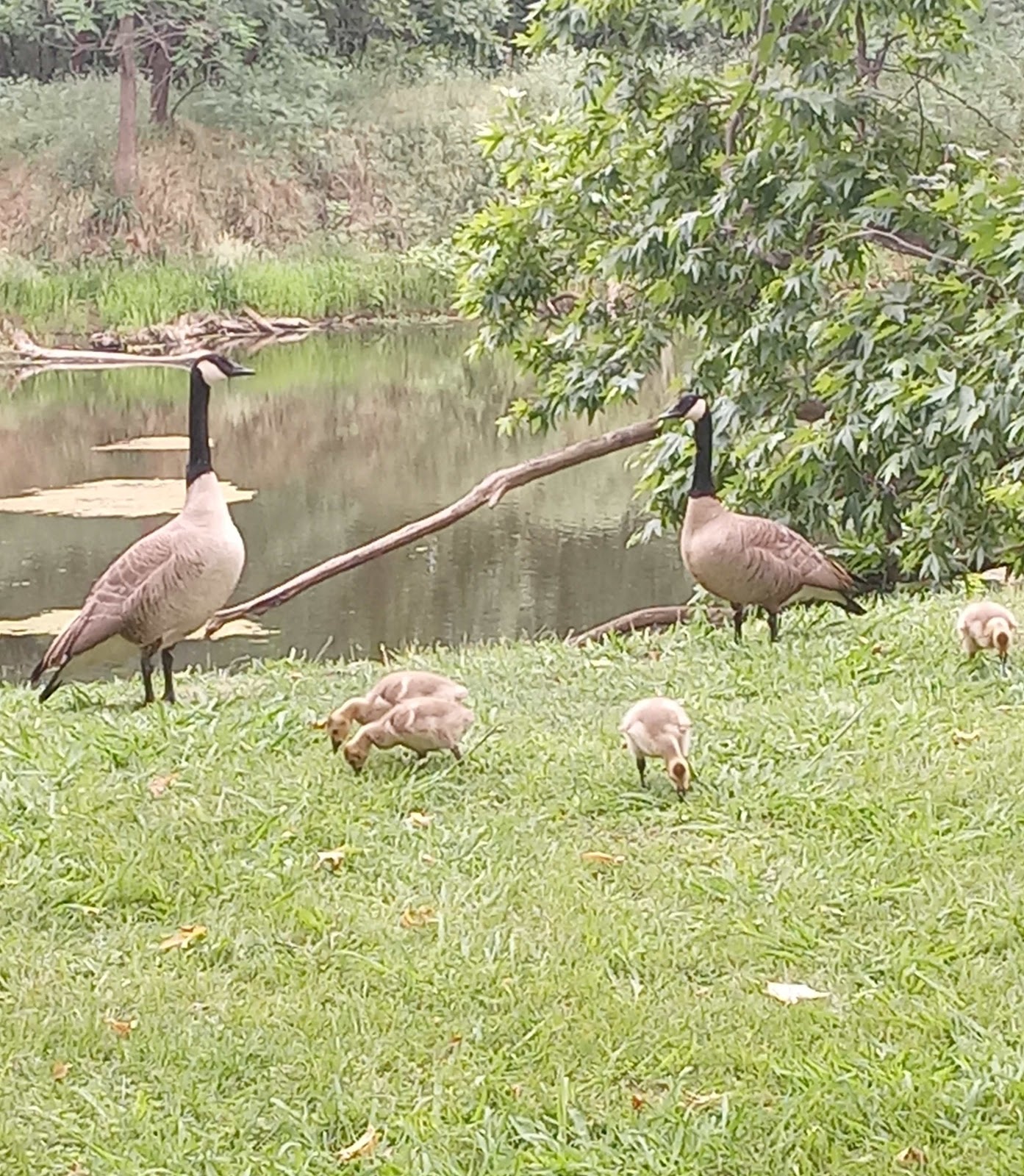 Sycamore Ranch County Park and Campground