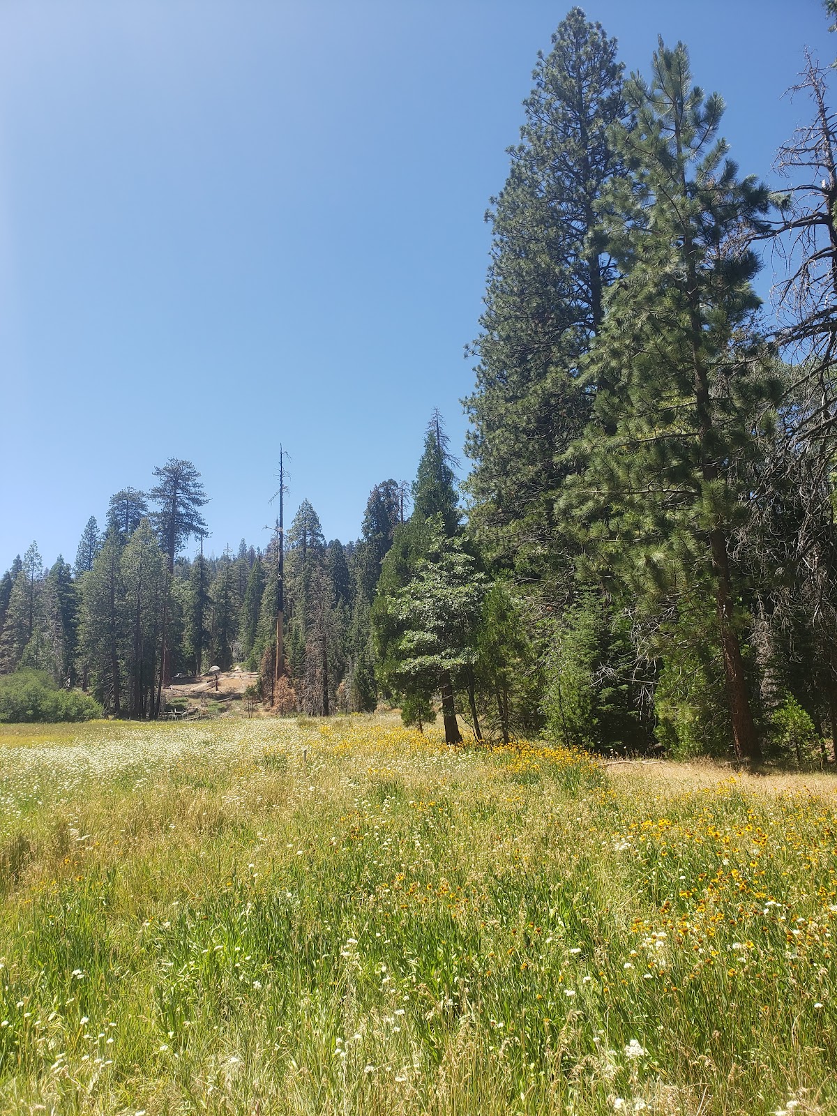 Redwood Meadow Campground