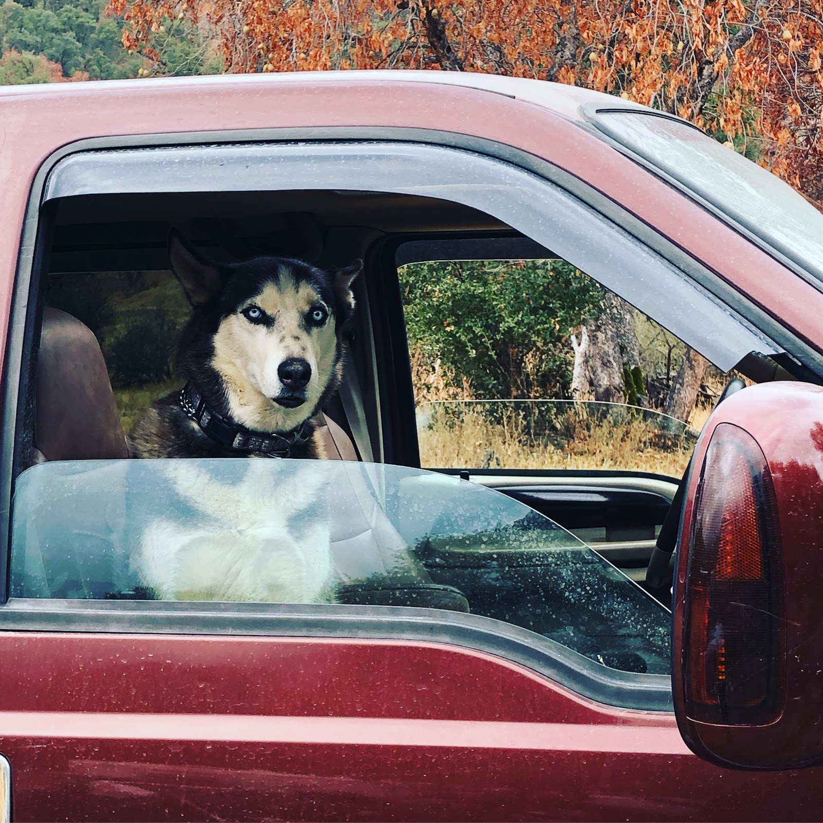 Camp Ikigai at Ikigai Animal Sanctuary