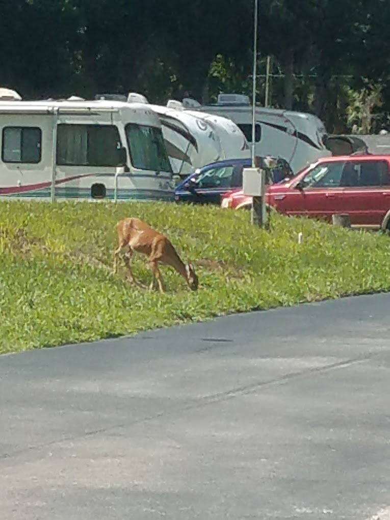 Chief Aripeka Travel Park