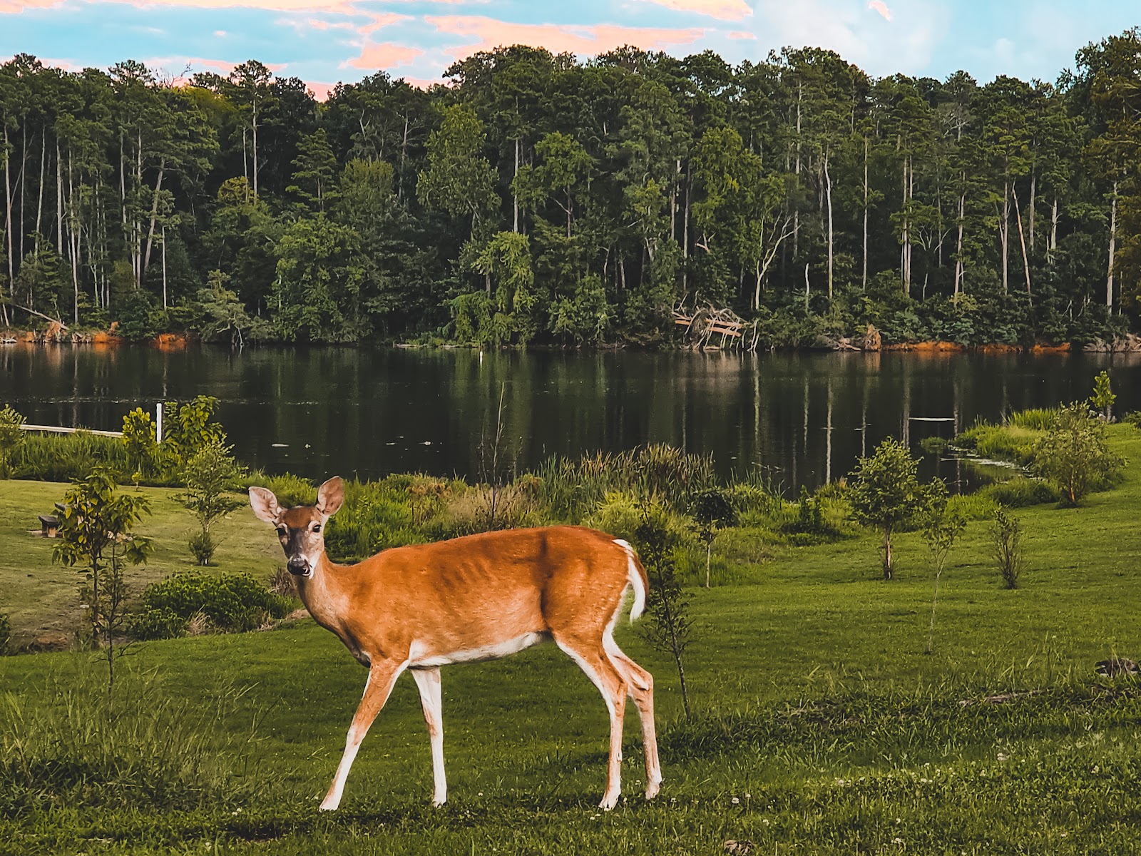 Joe Wheeler State Park