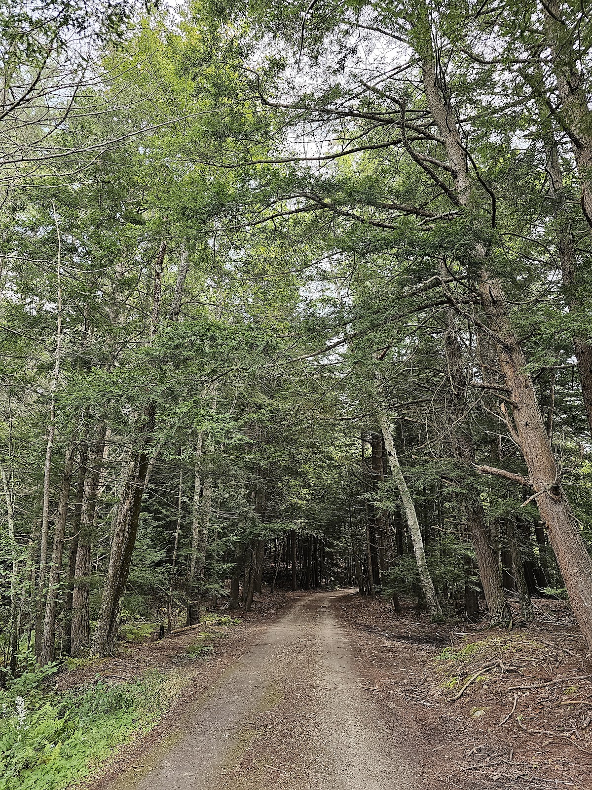 Petersham State Forest