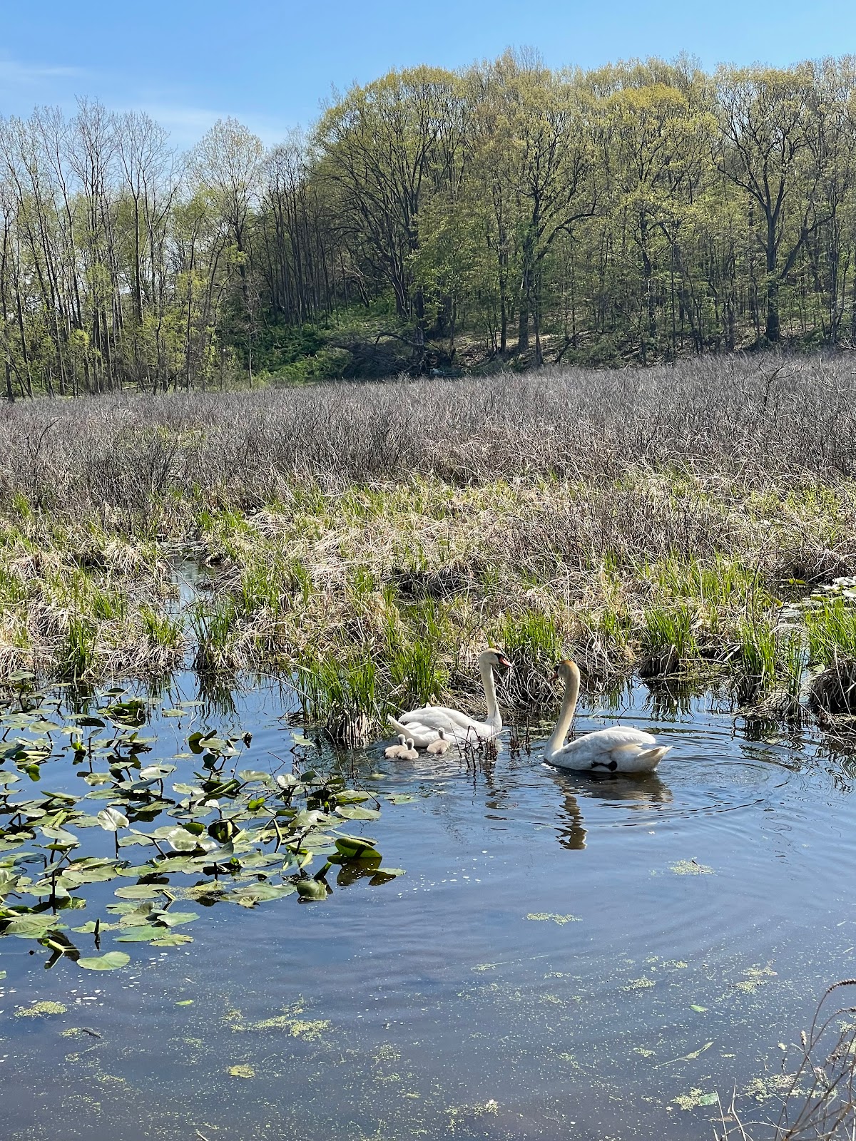 Goff Lake Campground