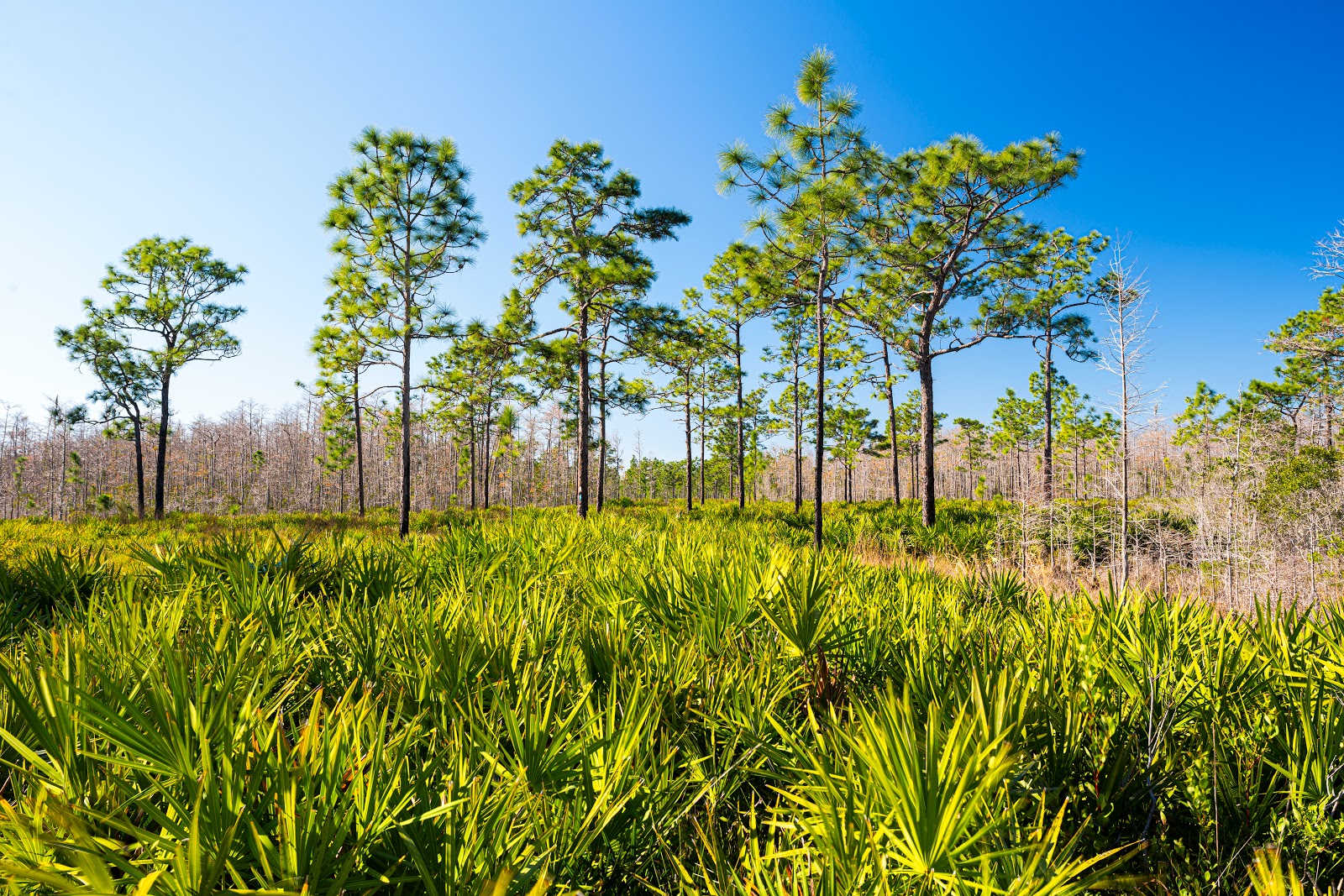 Triple N Ranch Wildlife Management Area