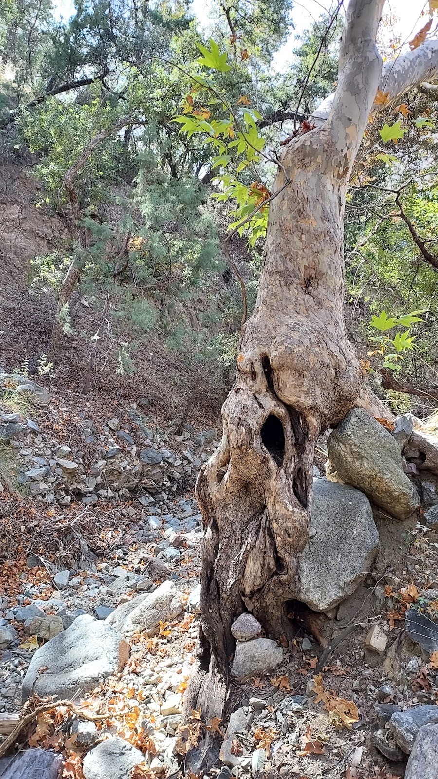 Bog Springs Campground