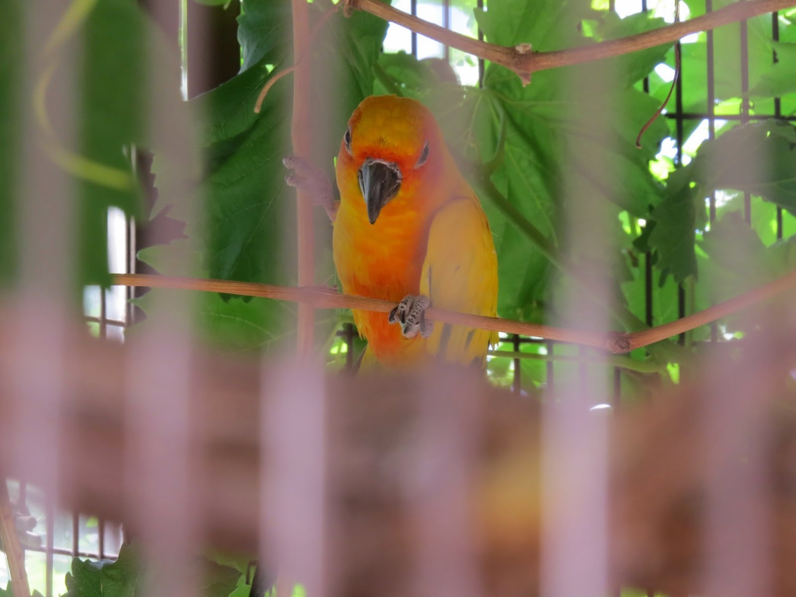 Caballos de las Estrellas