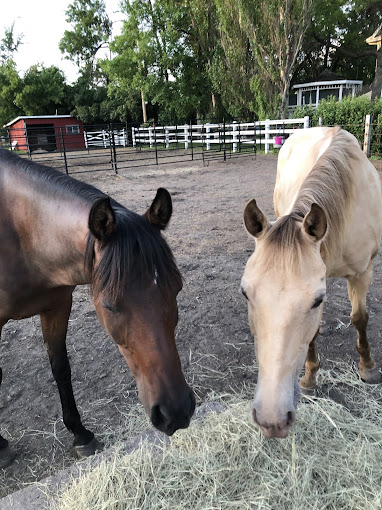 Tower Motel & Camping