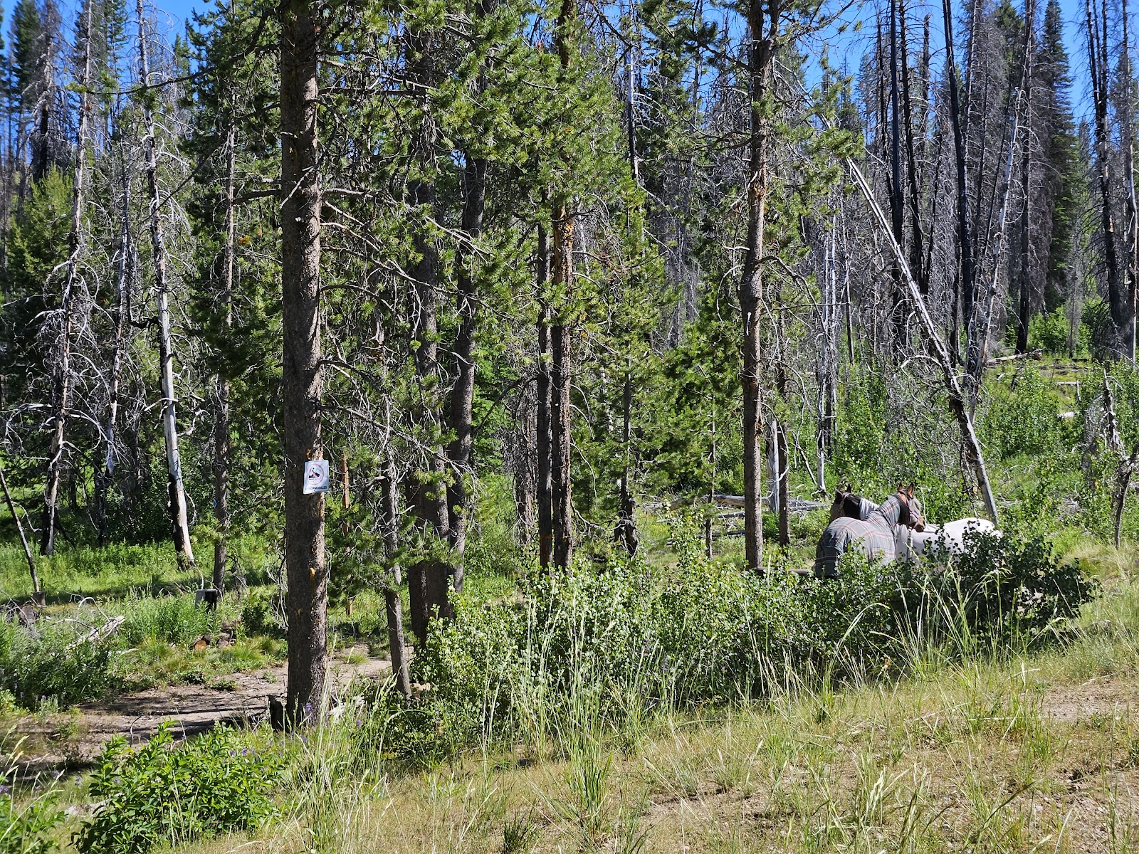 Whoop-Em-Up Equestrian Campground