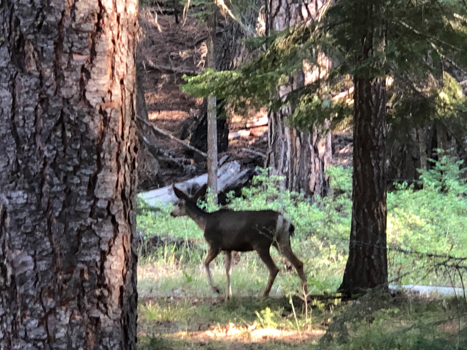 Ochoco Divide Campground