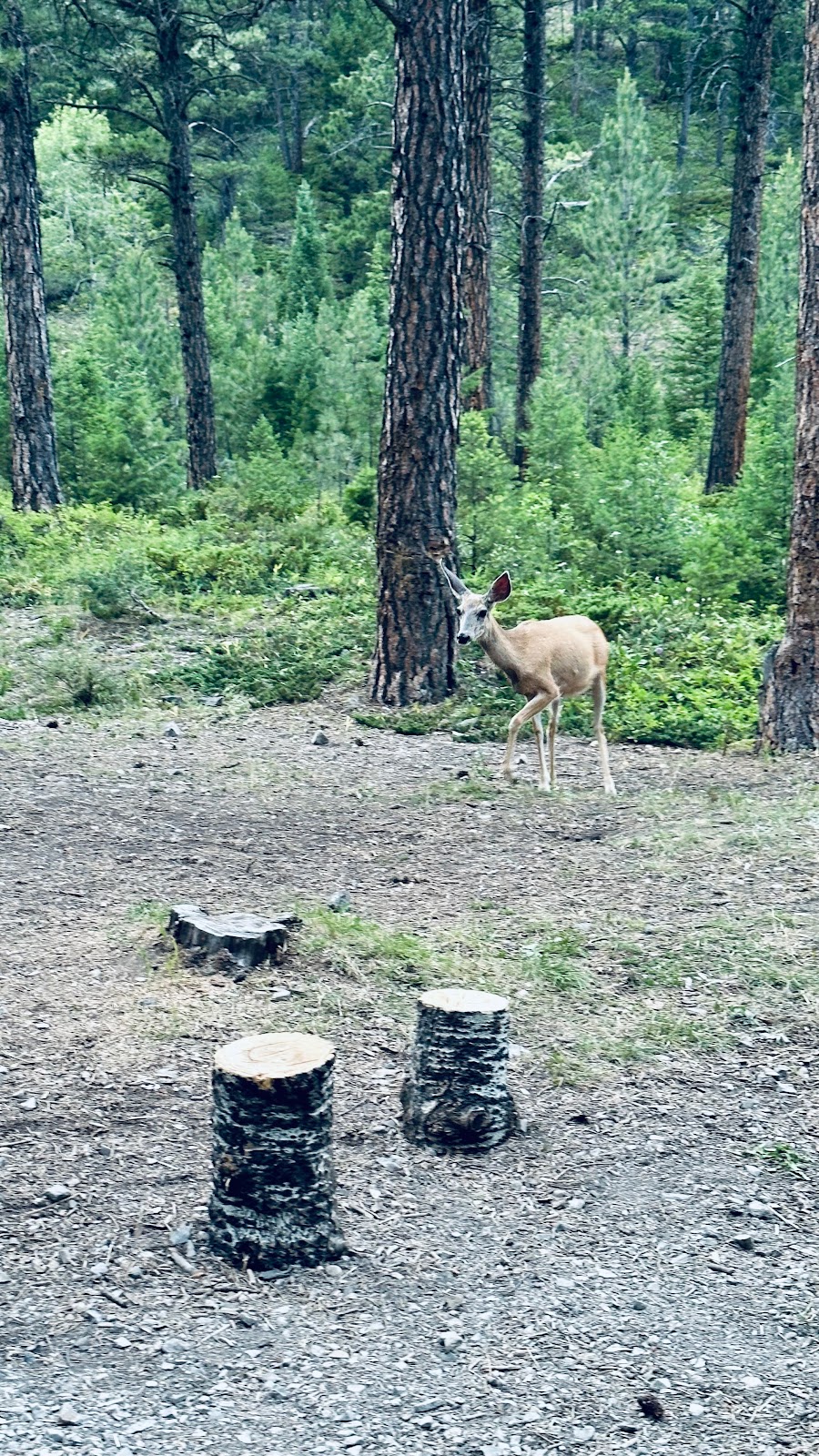 Kings Hill Campground