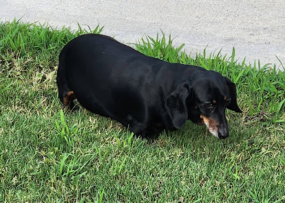 Majestic Pines RV Resort