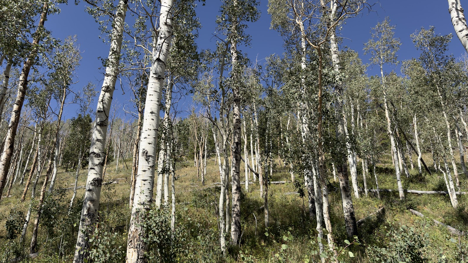 Christmas Meadows Campground