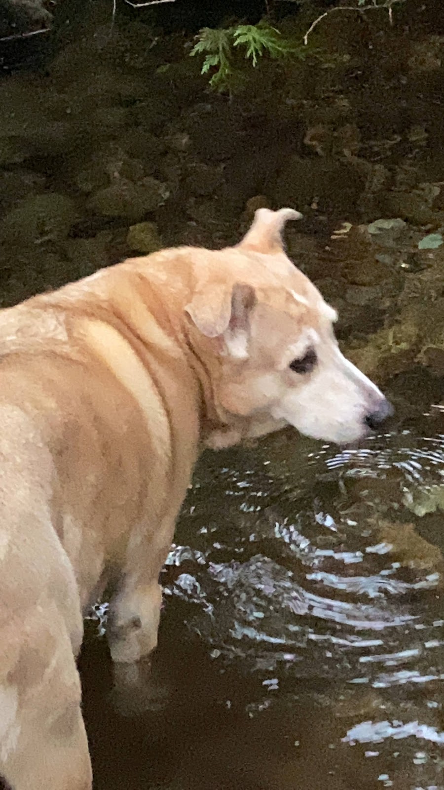 Mineral Camp Campground