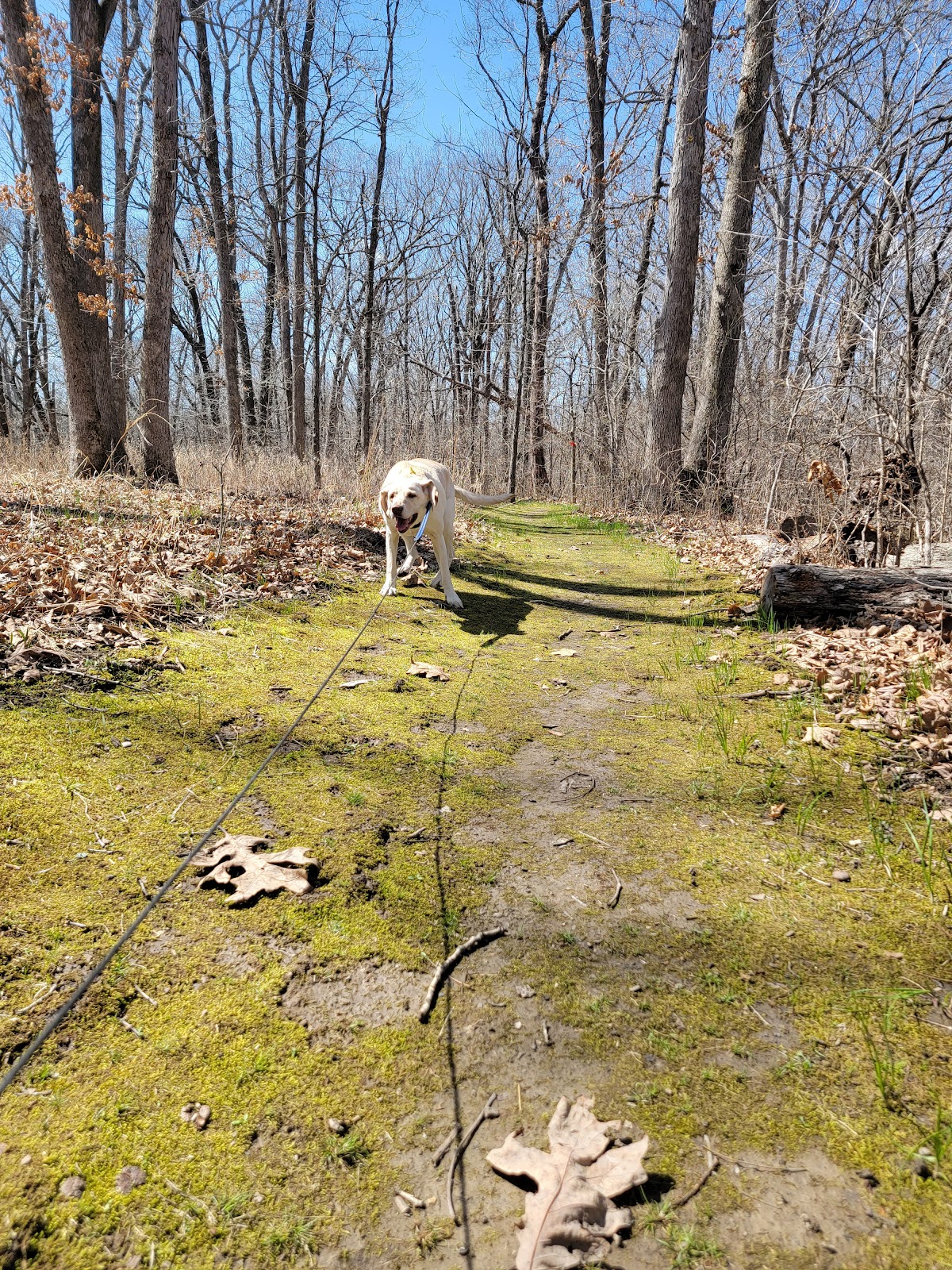 Knob Noster State Park