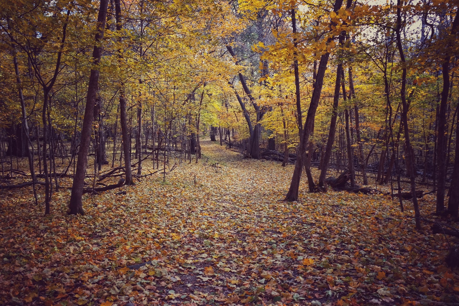 Lower - Lake Carlos State Park