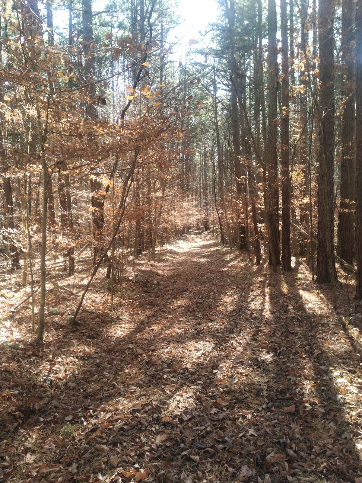 Youngs Creek Horse Camp