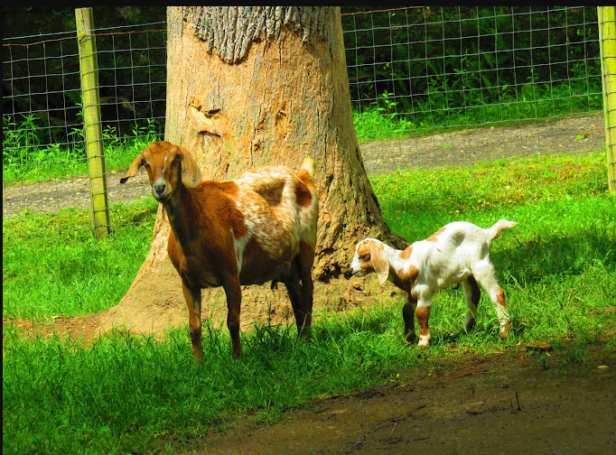 Enota Mountain Retreat