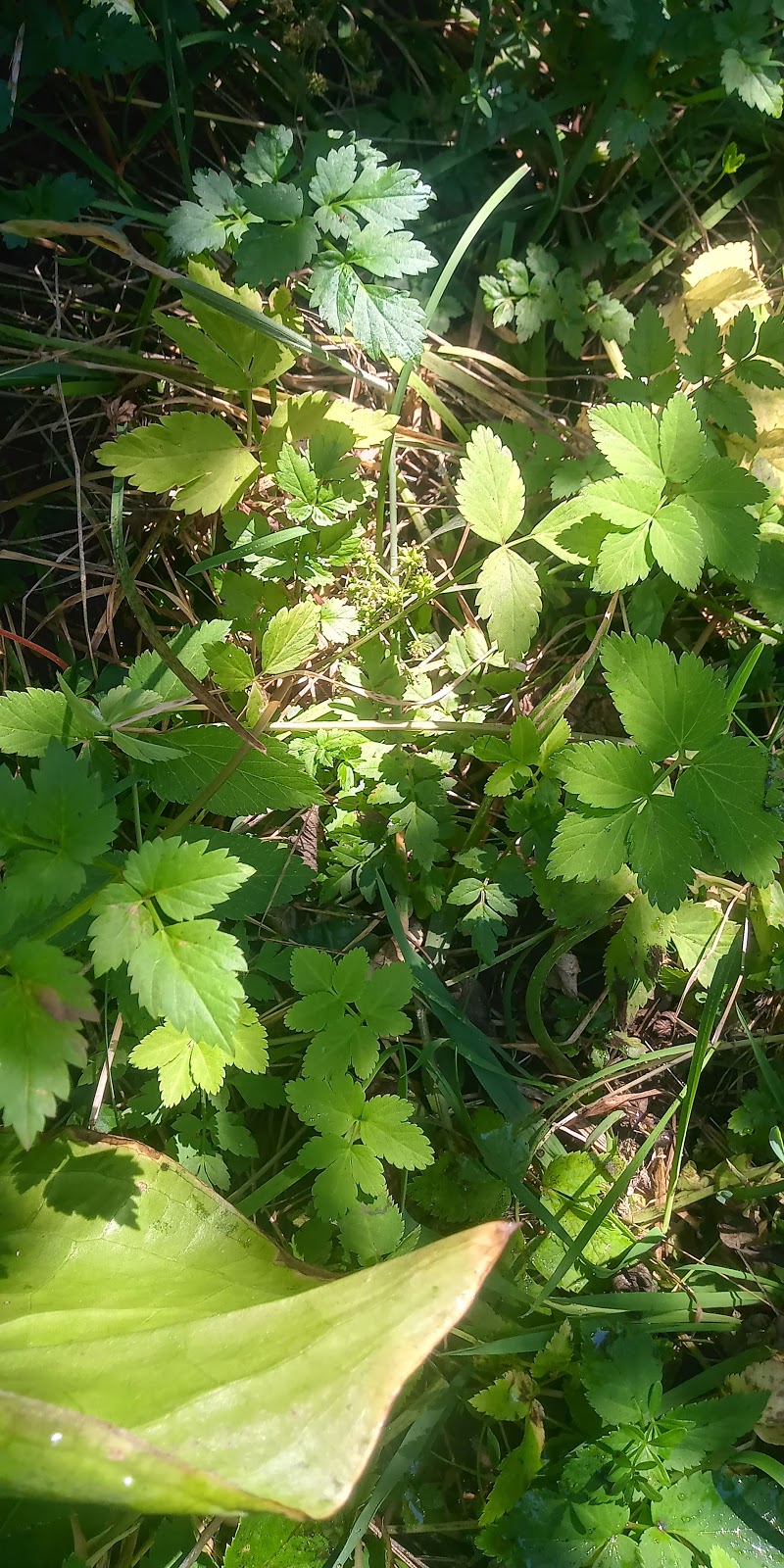 Limberlost Campground