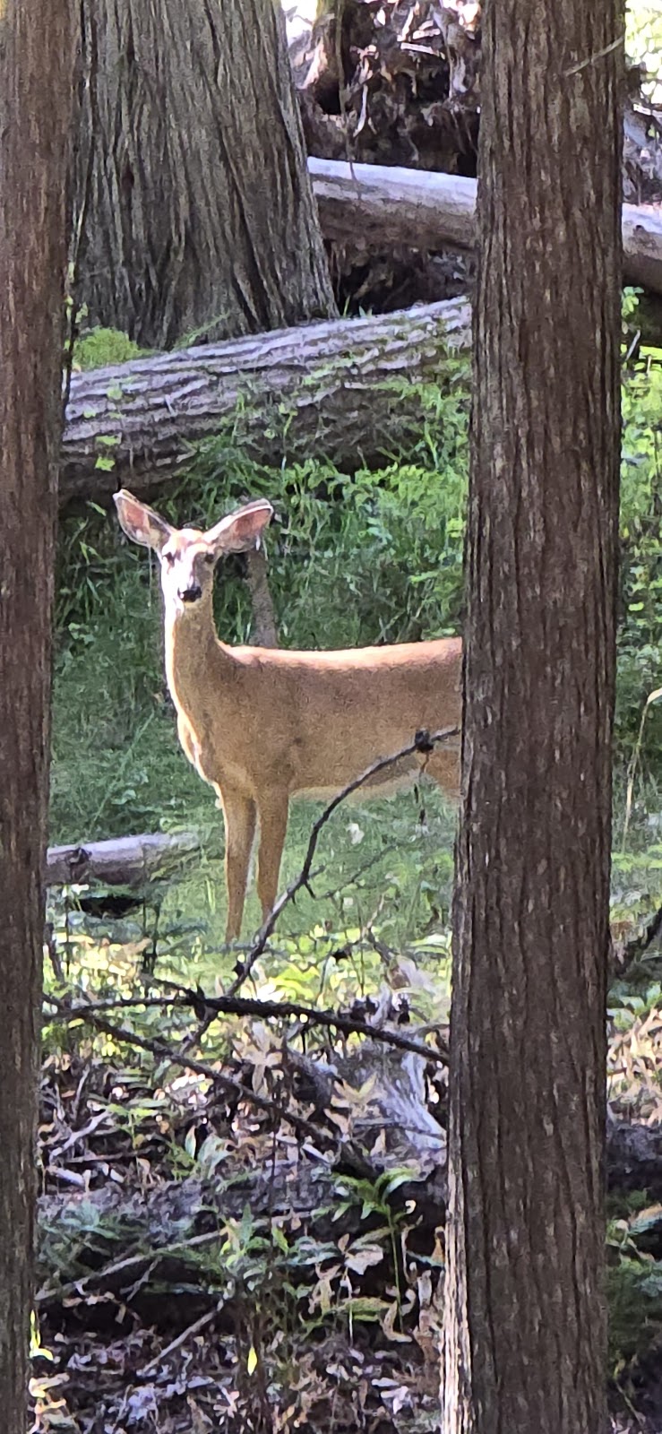 Copper Creek Campground