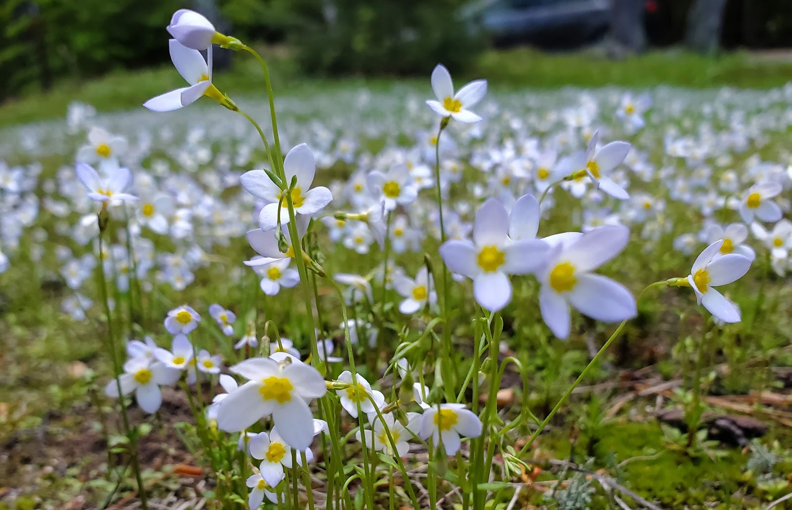 White Ledge Campground