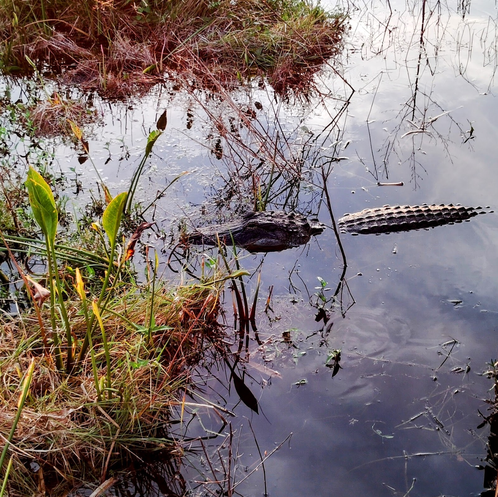 Camp Mack's River Resort Airboat Rides