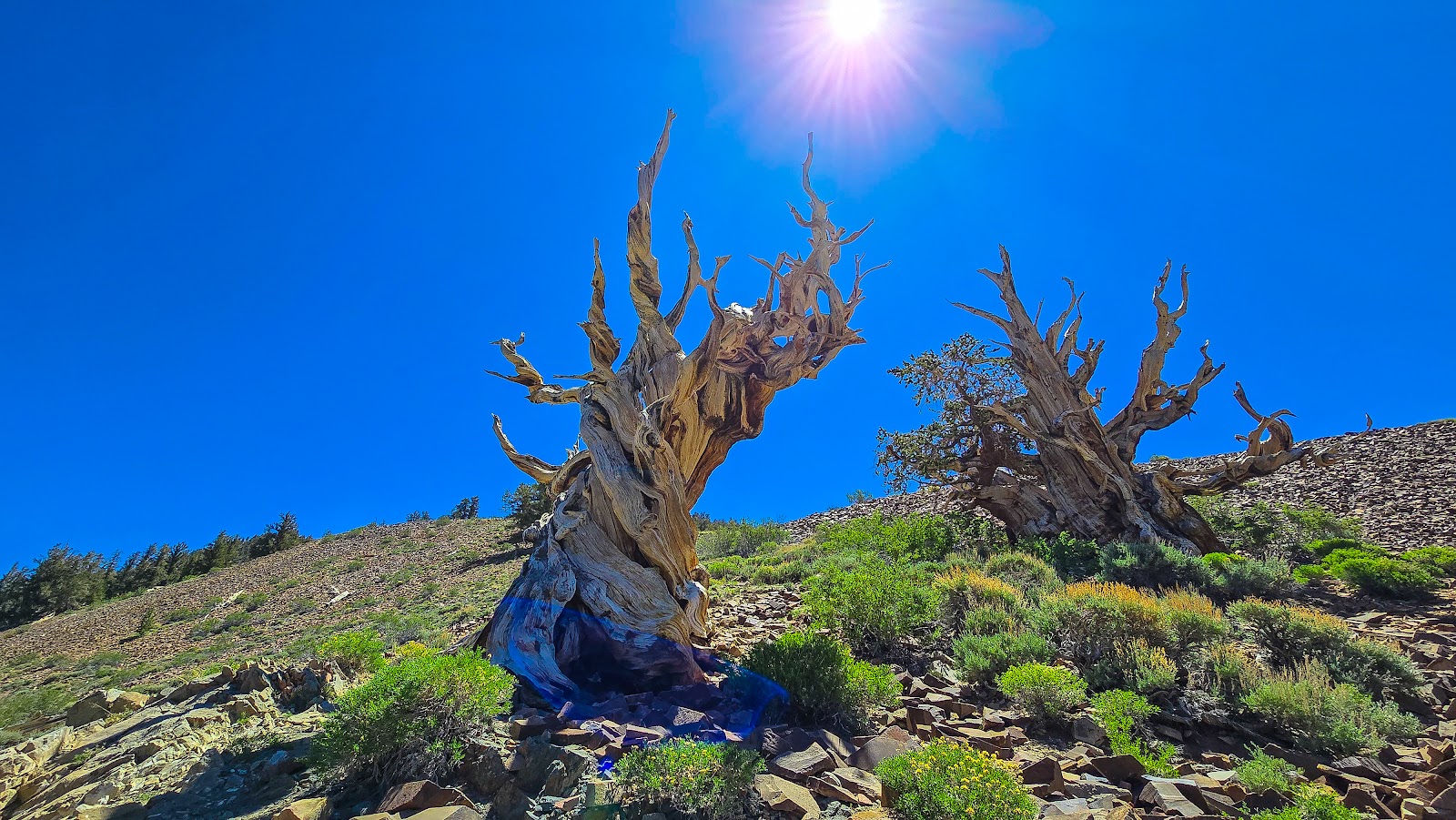 Pine Grove Campground