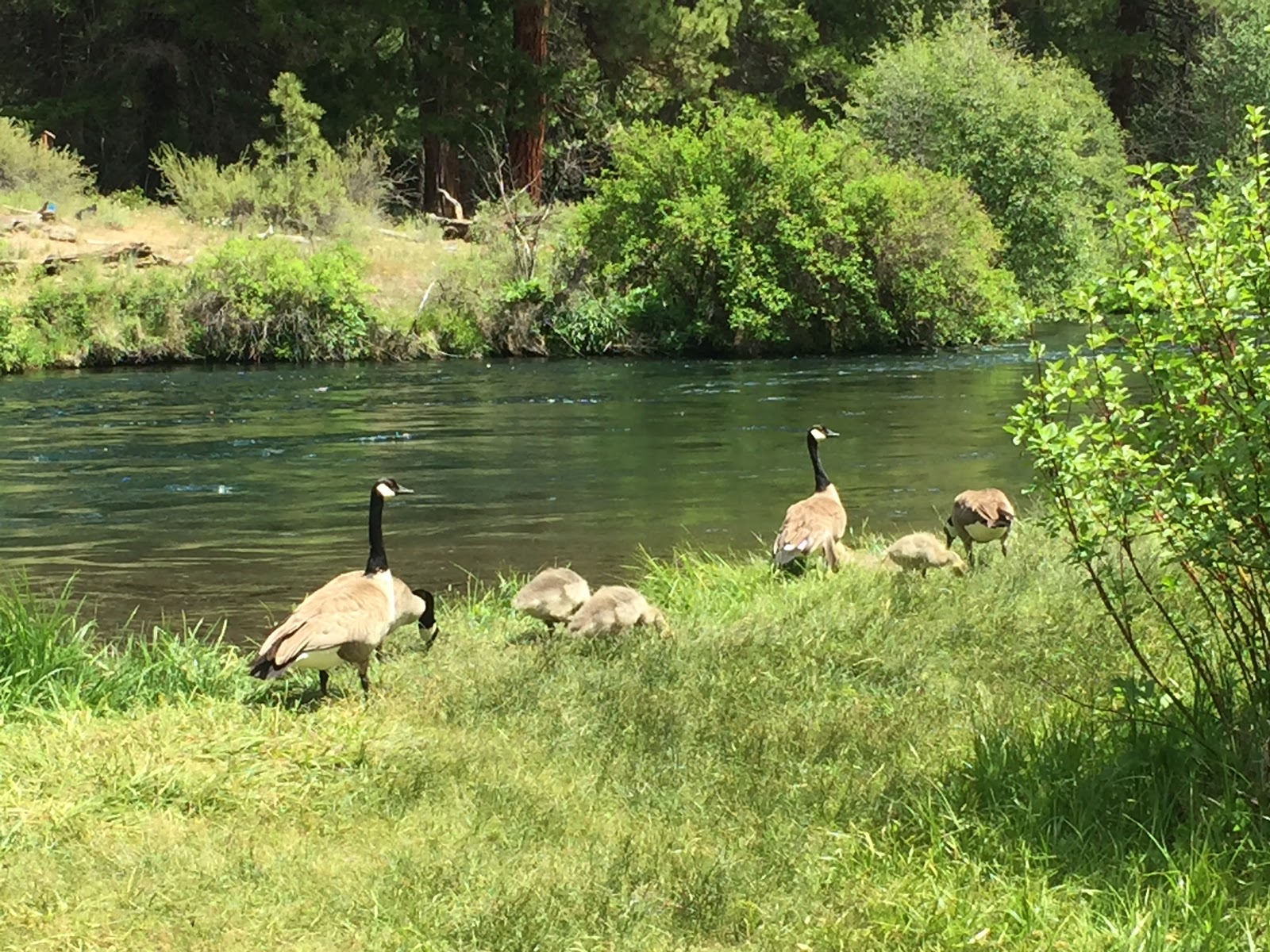 Allen Springs Campground