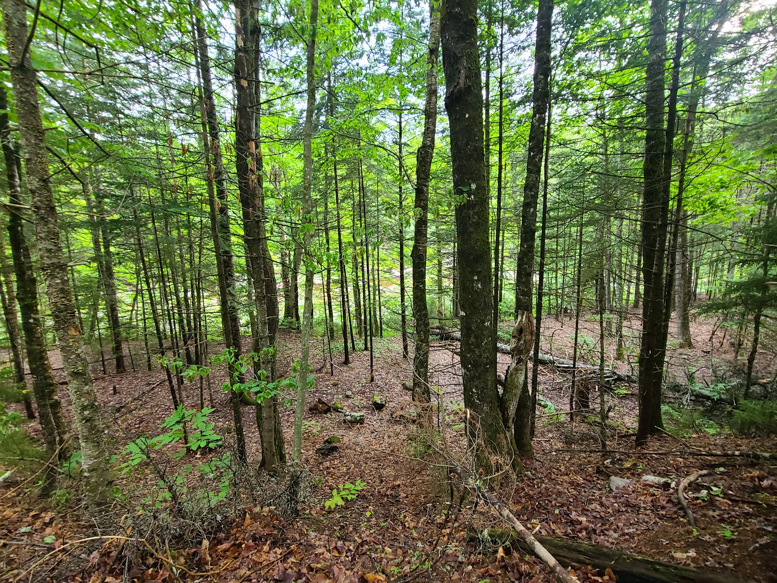 Waterville Valley Campground