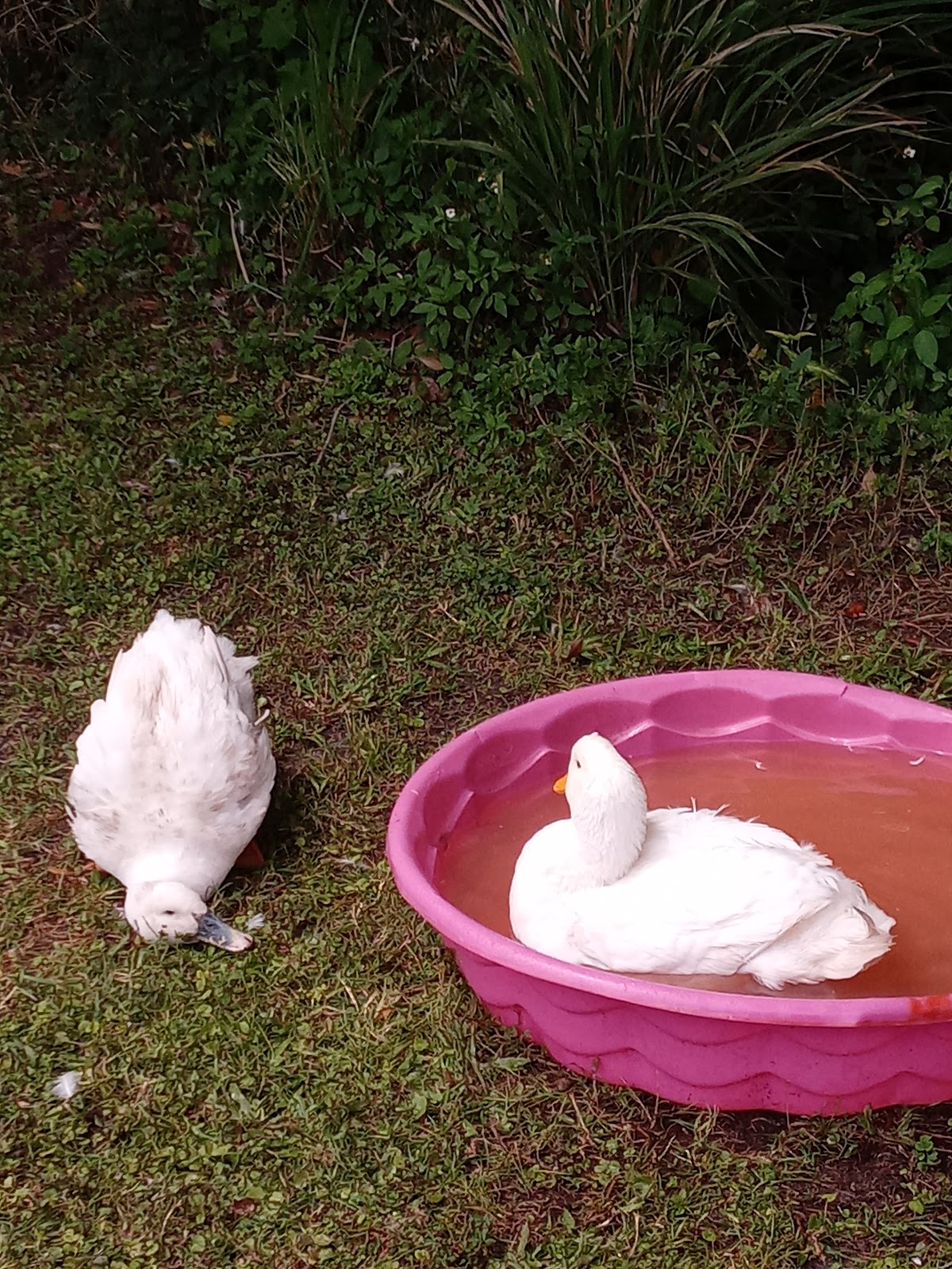 Gator Creek 55+ RV Park