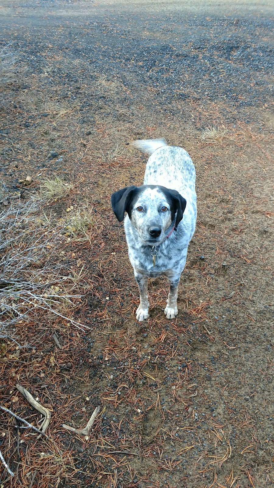 Swamp Wells Horse Camp