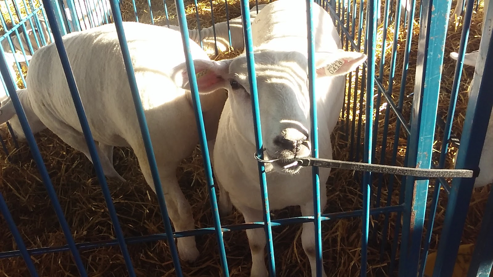 Codgers Cover RV Resort