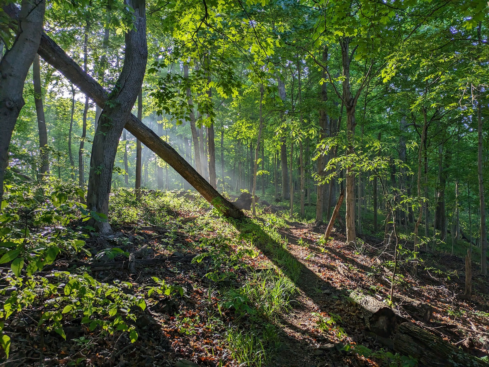 Harrison-Crawford State Forest
