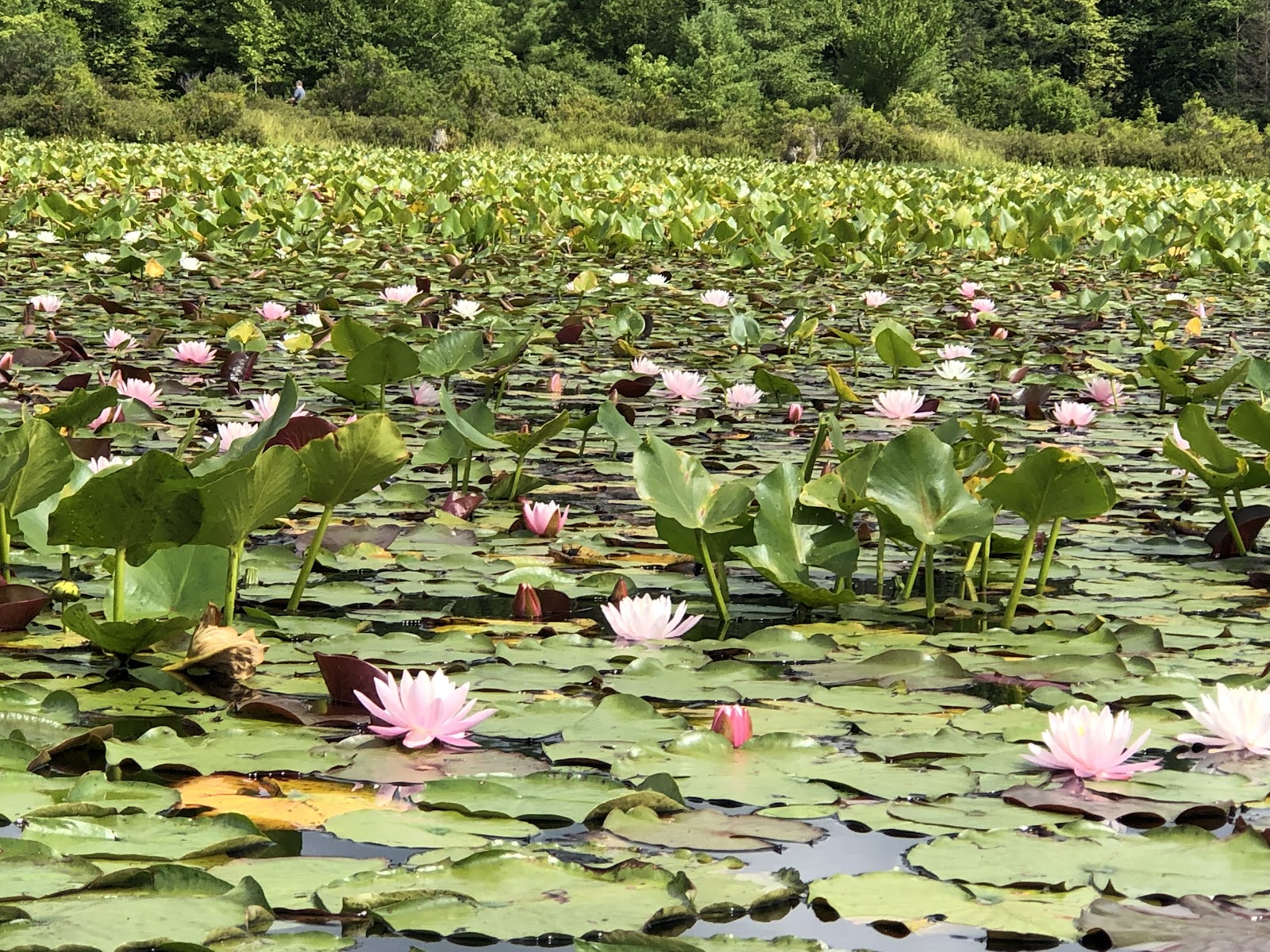 Black Moshannon State Park