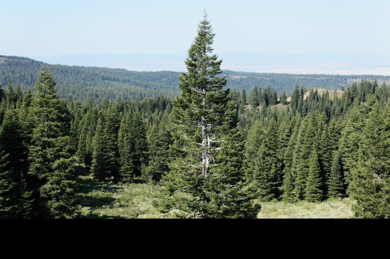 Pepperdine Campground