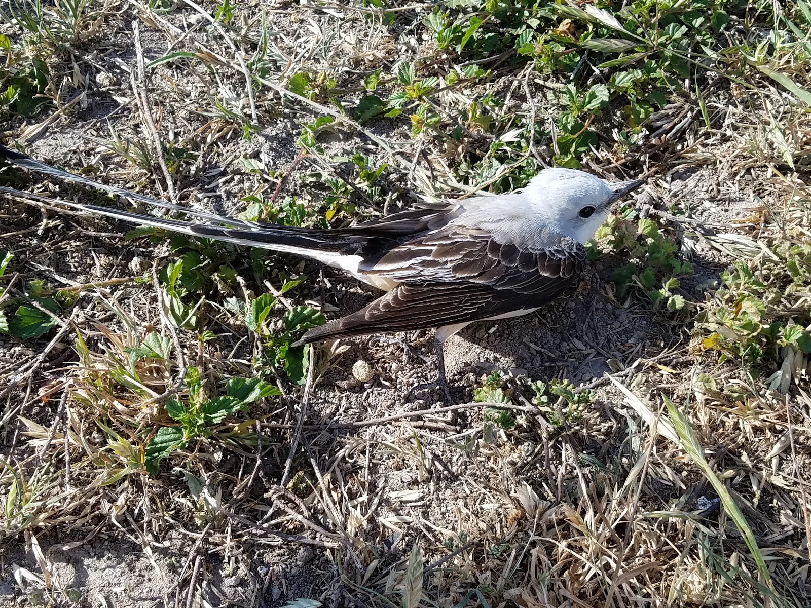 Laughlin AFB FamCamp