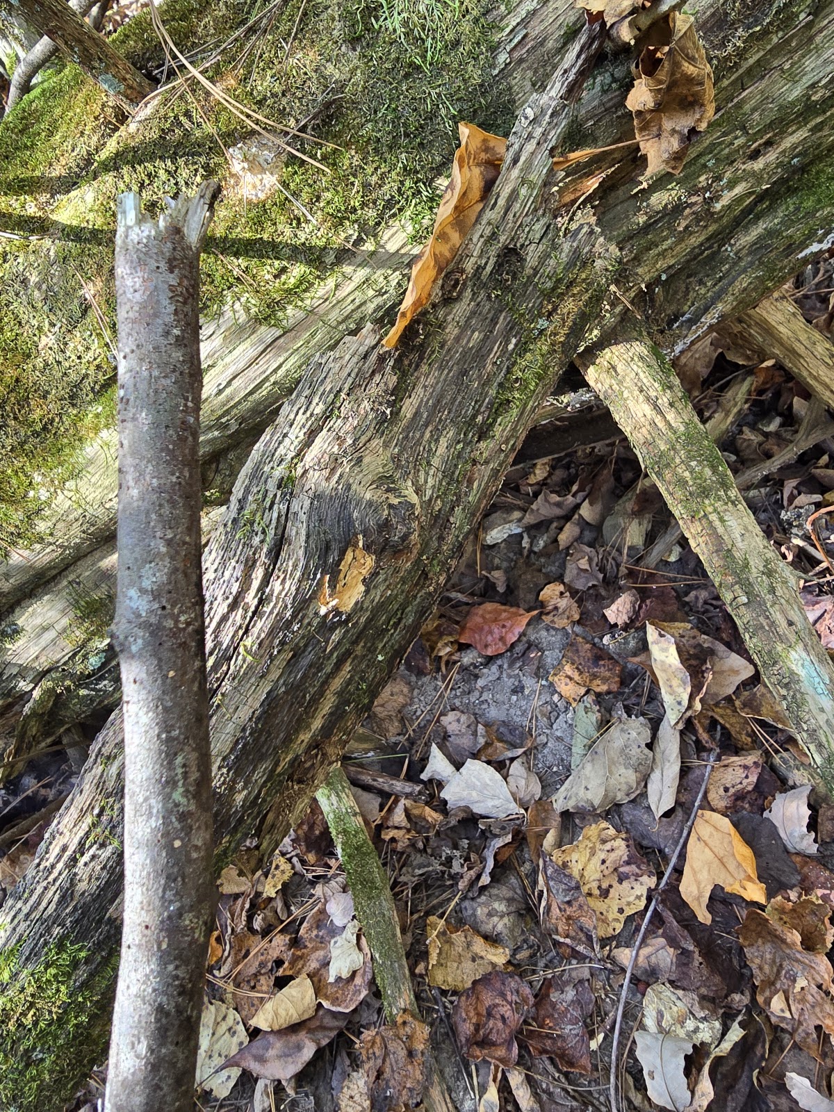 Ozark Natural Science Center