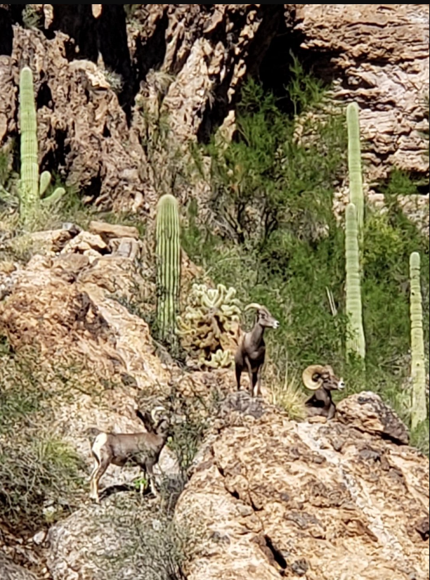Canyon Lake Campground