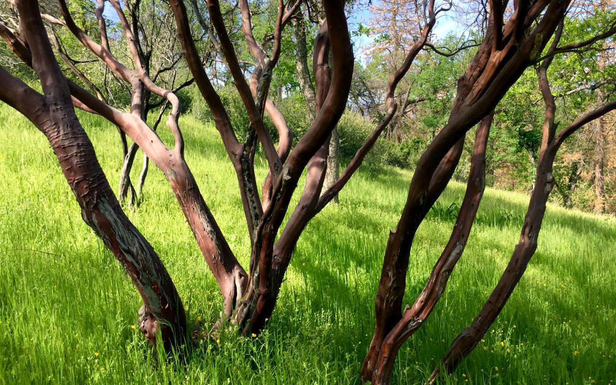 Sequoia Resort & RV Park